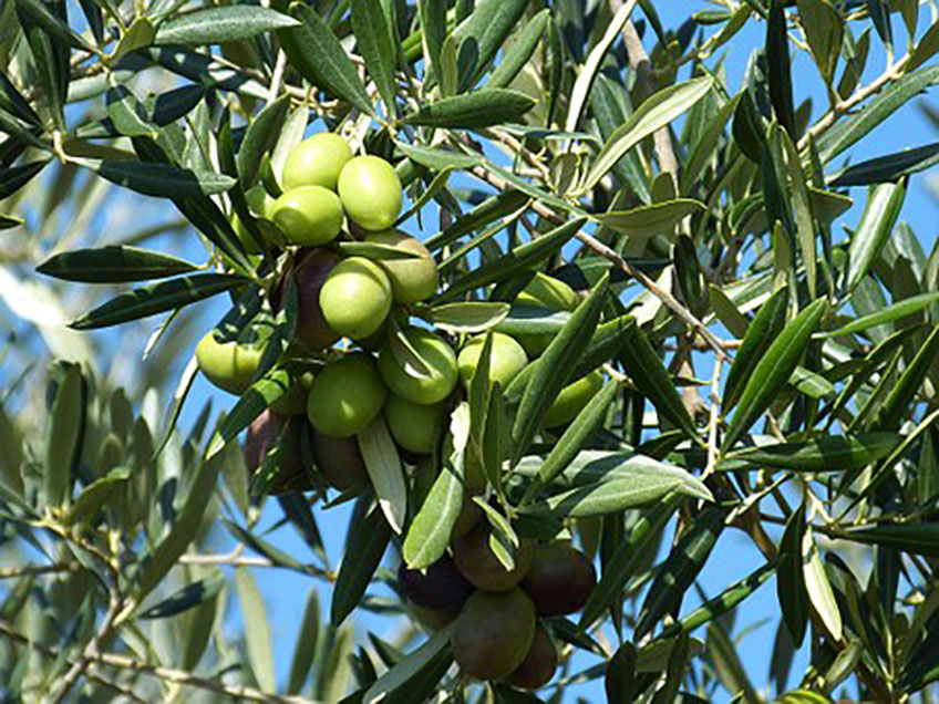 olives skinfood