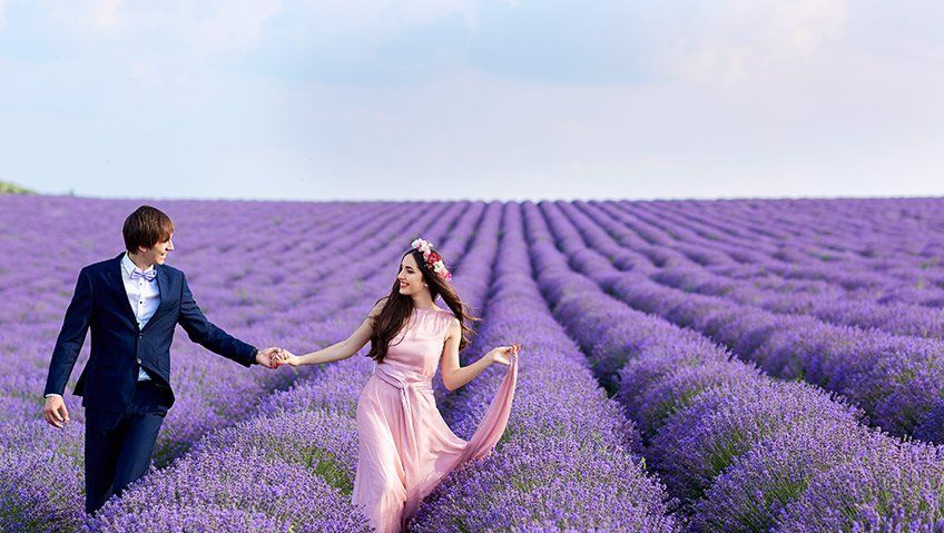 wedding lavender field